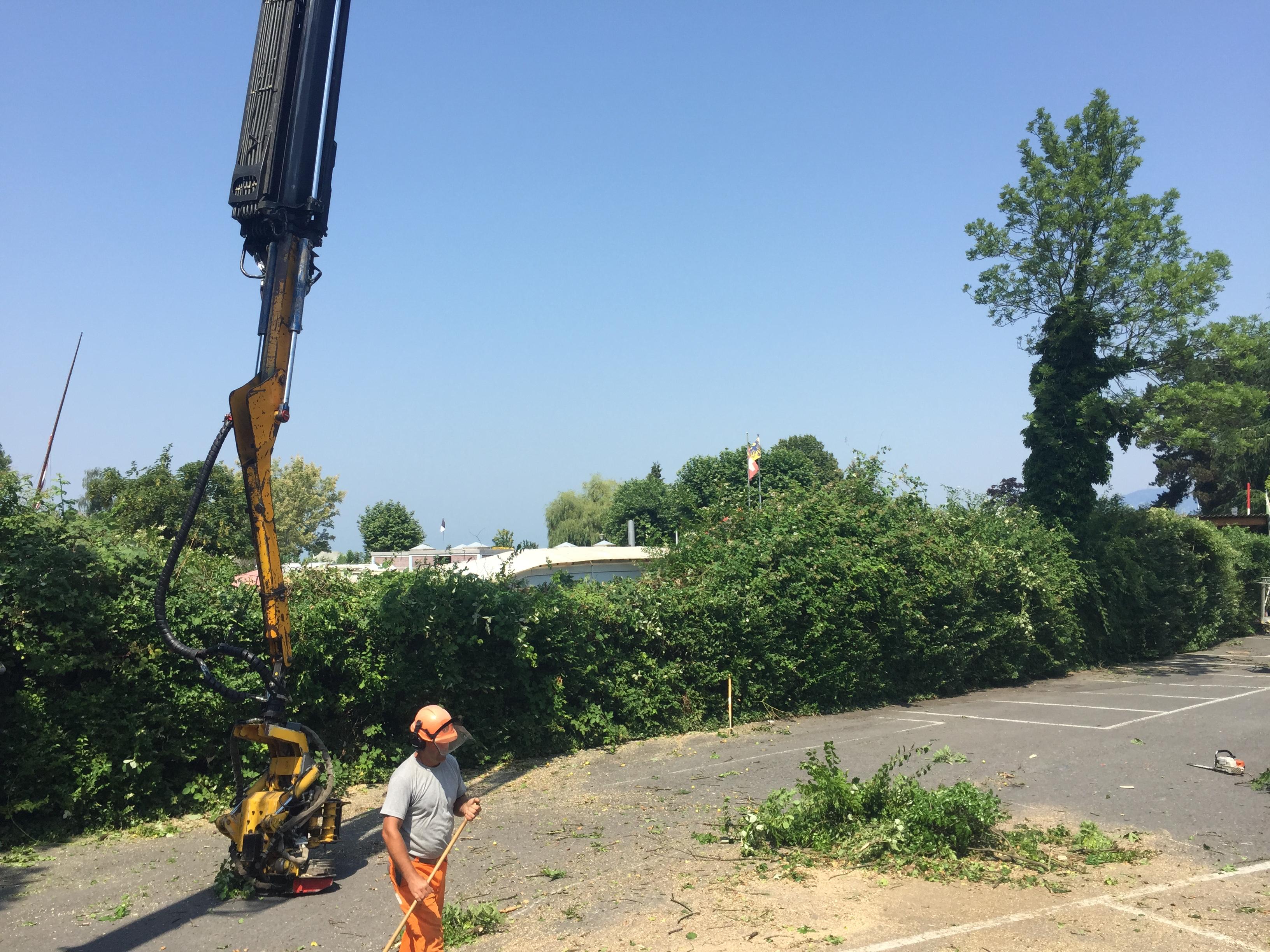 Abattage sélectif en respectant la végétation conservée — SAS POLYVIER Jura